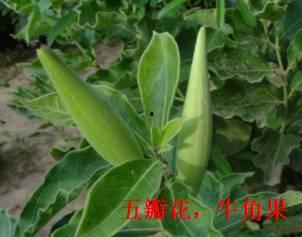 白薇的资料,穿越时空的才情女子