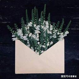 情书 抛花 背景音乐,情书抛花共谱爱恋篇章