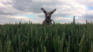 拍狗的背景音乐,跟随拍狗背景音乐探寻狗狗的温馨故事